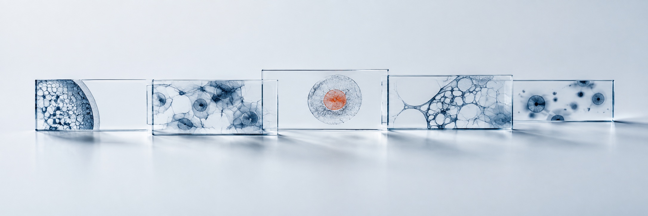 Scientific illustration of glass slides with cellular patterns